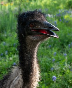 HankHeadshot2023 - CE21 Hank the Emu